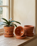 6pc Terracotta Plant Pot styled in a modern home interior